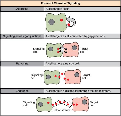 9 1 Overview Of Cell Communication Biology Libretexts