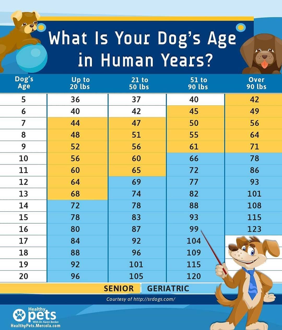 Calculator Dog Years For Small Dogs Conversion Table And Best Dog To