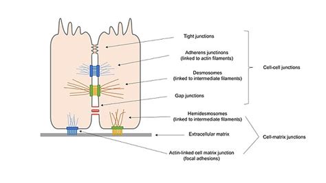 Cell Adhesion Wikipedia