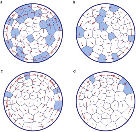 Coherent Motions In Confluent Cell Monolayer Sheets Biophysical Journal