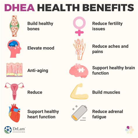 Dhea And Testosterone Health Benefits Side Effects Dosage