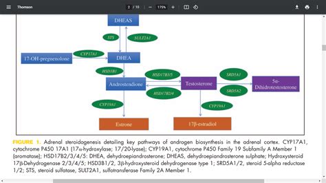 Dhea Supplementation In Patients With Adrenal Insufficiency Excel