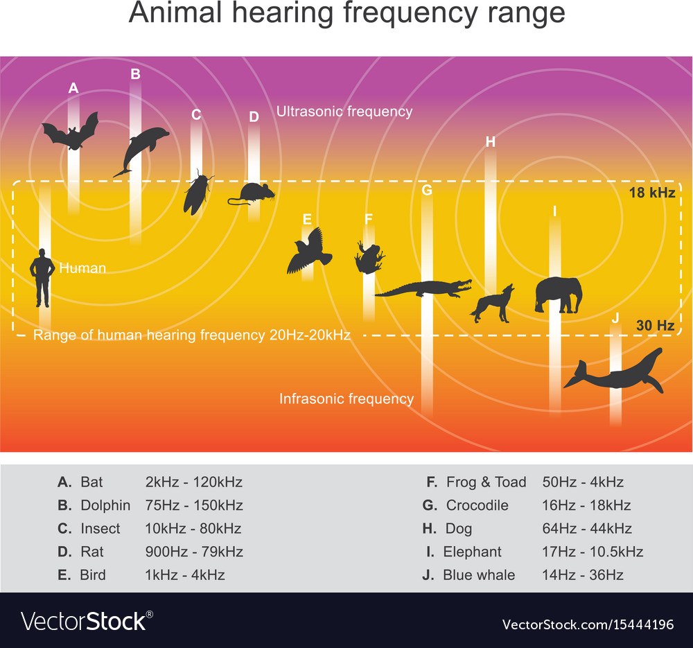 Hearing Range Describes The Range Of Frequencies Vector Image