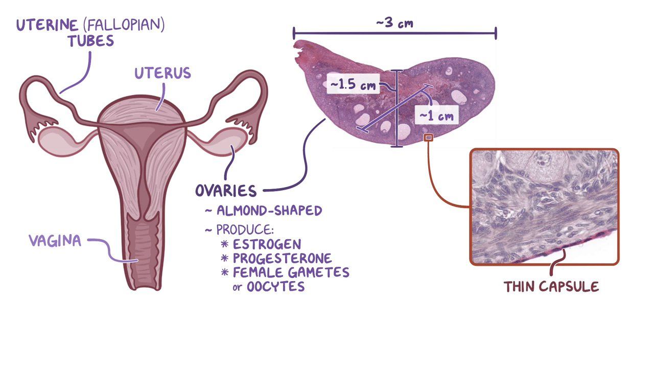 Hemidesmosomes Overview Structure Functions Faqs