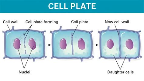 In Cell Division A Cell Plate Is Formed During A Anaphaseb