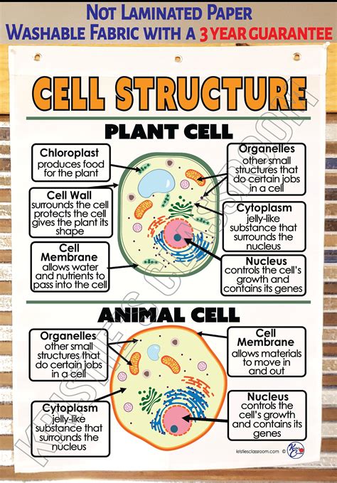 Plant And Animal Cells Anchor Chart Science Anchor Charts Sixth